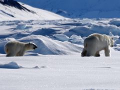 11C A Polar Bear And Her Cub Close Up Run Away From Us On Day 4 Of Floe Edge Adventure Nunavut Canada